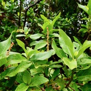 Acalypha integrifolia.bois de Charles.bois de violon.( avec inflorescences mâles )  euphorbiaceae;endémique Madagascar Mascareignes..jpeg